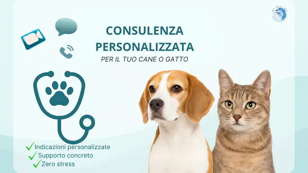 Dott.ssa Angelica Spaccini durante una consulenza veterinaria online
